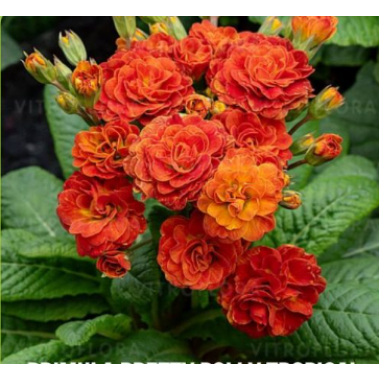 Примула Претти Полли Тропикал