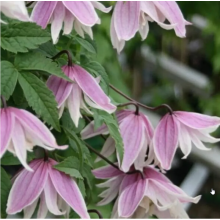Клематис Пропертиус (ОКС) Клематис Пропертиус (ОКС)