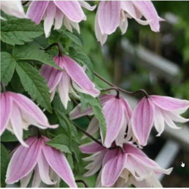 Клематис Пропертиус (ОКС)