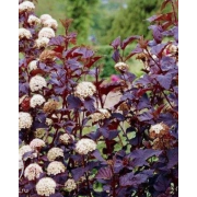 Пузыреплодник Пурпл Горизонт (р8)