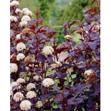 Пузыреплодник Пурпл Горизонт (р8)