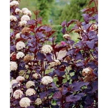 Пузыреплодник Пурпл Горизонт (р8)