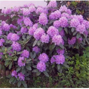 Рододендрон Пурпуреум Грандифлорум (2 литра)