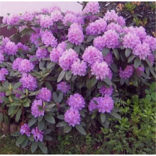 Рододендрон Пурпуреум Грандифлорум (2 литра)