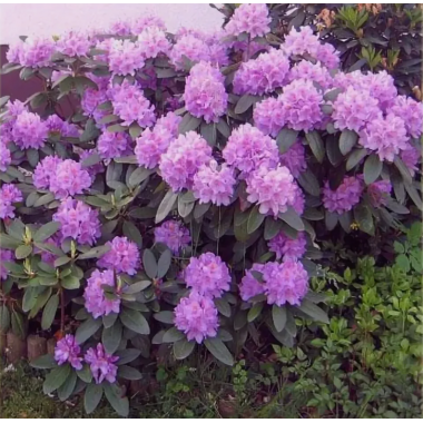 Рододендрон Пурпуреум Грандифлорум (2 литра)