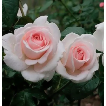 Роза Пушкин (чайно-гибрид.)