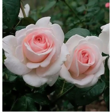 Роза Пушкин (чайно-гибрид.)