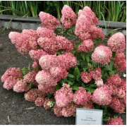 Гортензия метельчатая Распберри Пинк (р9)