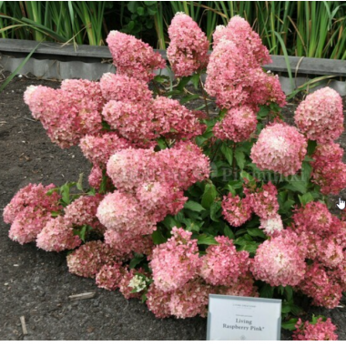Гортензия метельчатая Распберри Пинк (р9)