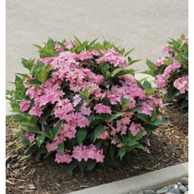 Гортензия гибридная Фрозен Смузи (р9) май 26