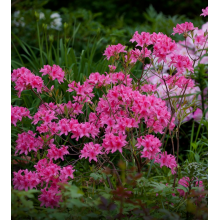 Рододендрон (азалия) Рози Лайт (2 литра)