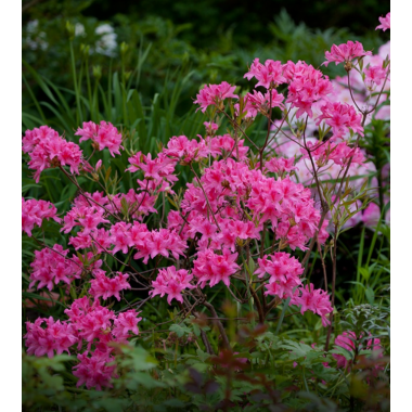 Рододендрон (азалия) Рози Лайт (2 литра)