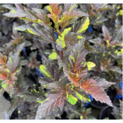 Пузыреплодник Саламандра (р8)