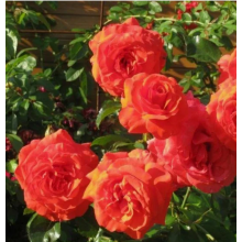 Роза Салита (плетистая)