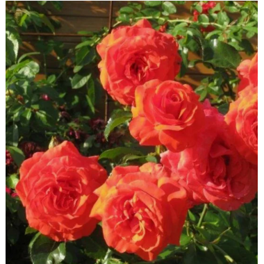 Роза Салита (плетистая)