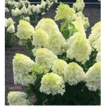 Гортензия метельчатая Саммер Сноу (ОКС, 4/5 веток)