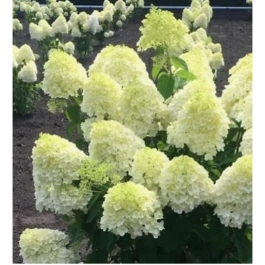 Гортензия метельчатая Саммер Сноу (ОКС, 4/5 веток)