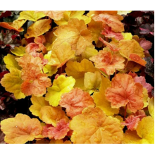 Гейхера Саузен Комфорт (р9)