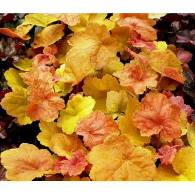 Гейхера Саузен Комфорт (р9)