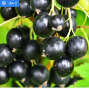 Смородина черная Селеченская 2 (ОКС)