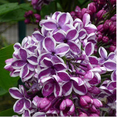 Сирень Сенсация (ЗКС, 2 л)