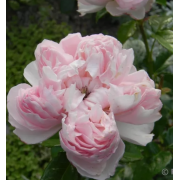 Роза Сесиль де Воланж (шраб)