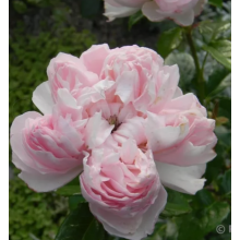 Роза Сесиль де Воланж (шраб)