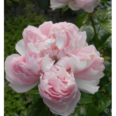 Роза Сесиль де Воланж (шраб)