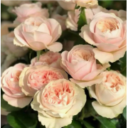 Роза Шифон (чайно- гибр.)