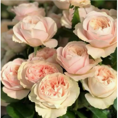 Роза Шифон (чайно- гибр.)