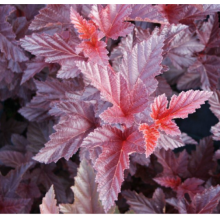 Пузыреплодник Шух (р9)