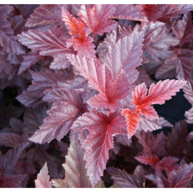 Пузыреплодник Шух (р9)