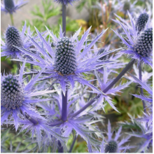 Синеголовник Блу Глиттер (р9)