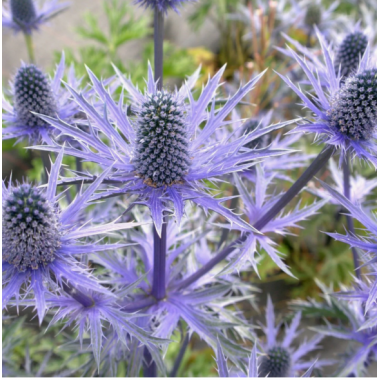 Синеголовник Блу Глиттер (р9)