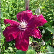 Клематис Стасик (ОКС)