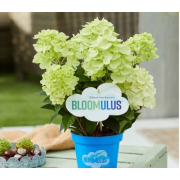 Гортензия метельчатая  Бломулус Стратус (р7)