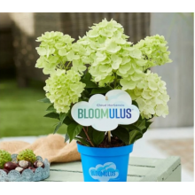 Гортензия метельчатая Бломулус Стратус (р7) Гортензия метельчатая Бломулус Стратус (р7)