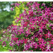 Клематис Свит Саммер Лав (ОКС)