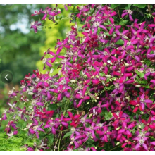 Клематис Свит Саммер Лав (ОКС) Клематис Свит Саммер Лав (ОКС)