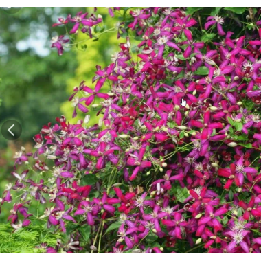 Клематис Свит Саммер Лав (ОКС)