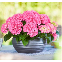 Гортензия крупнолистная Таблетензия Пинк (р9) май 26 Гортензия крупнолистная Таблетензия Пинк (р9) май 26