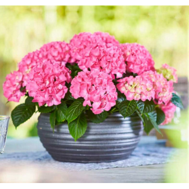 Гортензия крупнолистная Таблетензия Пинк (р9) май 26