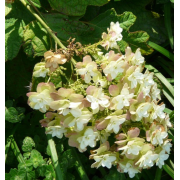 Гортензия дуболистная Теннесси Клон (р12)