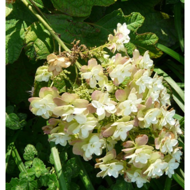 Гортензия дуболистная Теннесси Клон (р12)