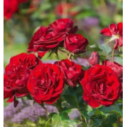 Роза Торнадо (флорибунда)