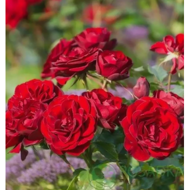 Роза Торнадо (флорибунда)