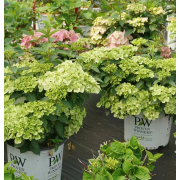 Гортензия Фейри Трейл Грин каскадная гибридная (р9)