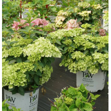 Гортензия Фейри Трейл Грин каскадная гибридная (р9)