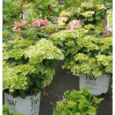 Гортензия Фейри Трейл Грин каскадная гибридная (р9)