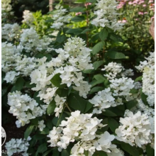 Гортензия метельчатая Вайт Диамонд (ОКС) Гортензия метельчатая Вайт Диамонд (ОКС)